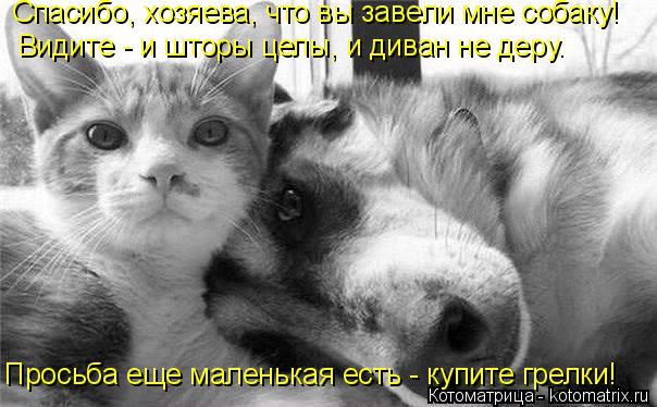 Спасибо, хозяева, что вы завели мне собаку! Видите - и шторы целы, и диван не деру. Просьба еще мален... Котоматрица: Спасибо, хозяева, что вы завели мне собаку! Видите - и шторы целы, и диван не деру. Просьба еще маленькая есть - купите грелки!