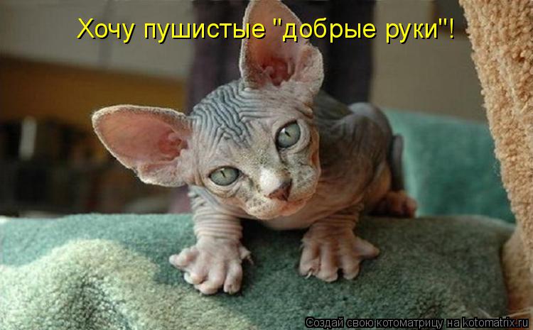 Котоматрица: Хочу пушистые "добрые руки"!