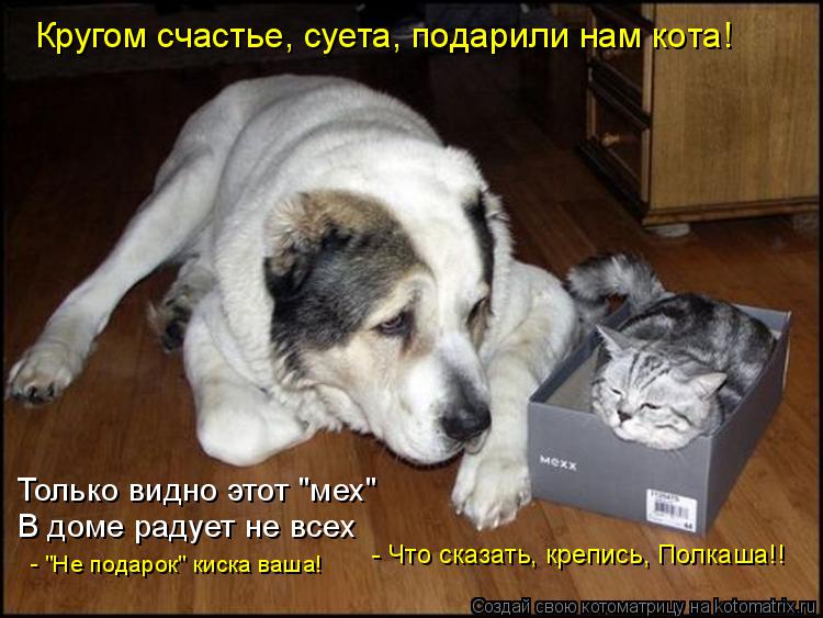 Кругом счастье, суета, подарили нам кота! Только видно этот "мех" В доме радует не всех - "Не подарок... Котоматрица: Кругом счастье, суета, подарили нам кота! Только видно этот "мех" В доме радует не всех - "Не подарок" киска ваша! - Что сказать, крепись, Полкаш