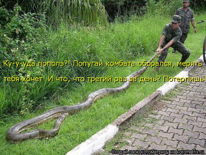 тебя хочет! И что, что третий раз за день? Потерпишь! Ку-у-уда пополз?! Попугай комбата оборался, мер... Котоматрица: тебя хочет! И что, что третий раз за день? Потерпишь! Ку-у-уда пополз?! Попугай комбата оборался, мерять