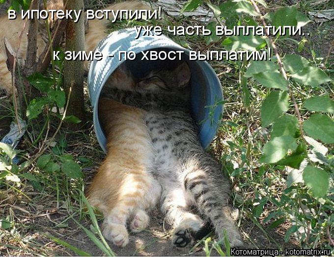 в ипотеку вступили! уже часть выплатили.. к зиме - по хвост выплатим!... Котоматрица: в ипотеку вступили! уже часть выплатили.. к зиме - по хвост выплатим!