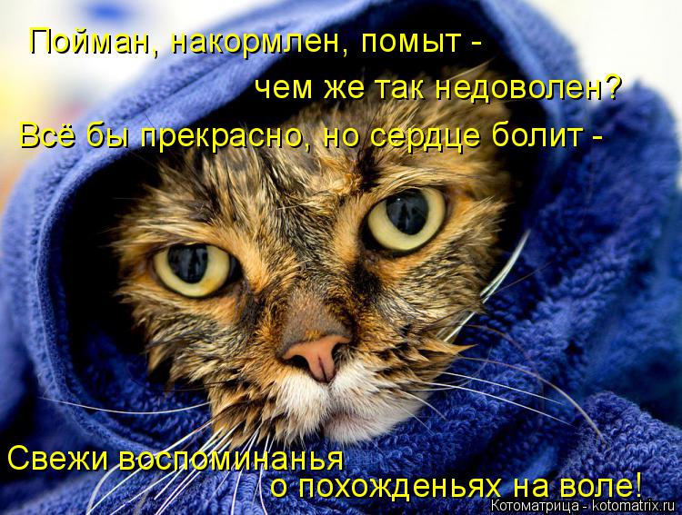 Пойман, накормлен, помыт - чем же так недоволен? Всё бы прекрасно, но сердце болит - Свежи воспоминан... Котоматрица: Пойман, накормлен, помыт - чем же так недоволен? Всё бы прекрасно, но сердце болит - Свежи воспоминанья о похожденьях на воле!