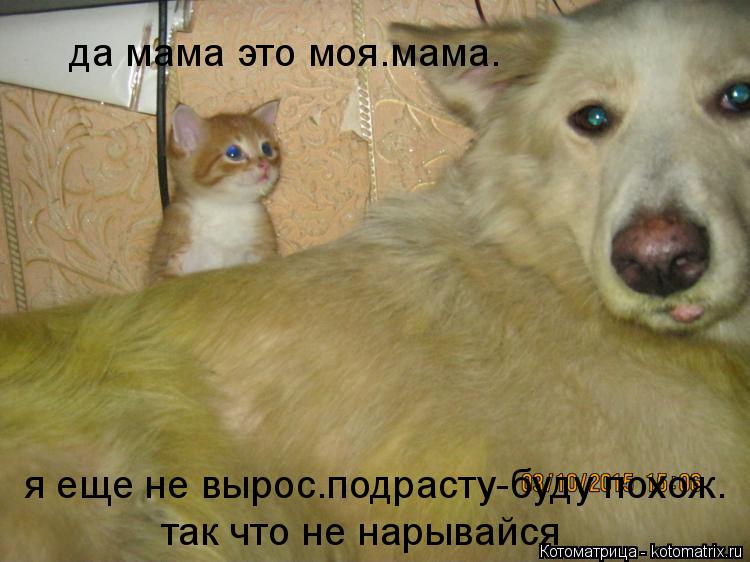 да мама это моя.мама. я еще не вырос.подрасту-буду похож. так что не нарывайся... Котоматрица: да мама это моя.мама. я еще не вырос.подрасту-буду похож. так что не нарывайся