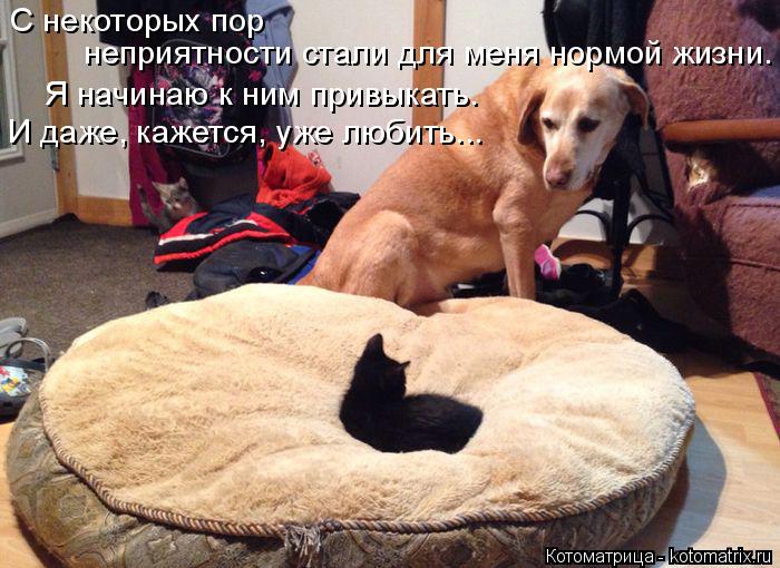 С некоторых пор неприятности стали для меня нормой жизни. Я начинаю к ним привыкать. И даже, кажетс... Котоматрица: С некоторых пор неприятности стали для меня нормой жизни. Я начинаю к ним привыкать. И даже, кажется, уже любить...