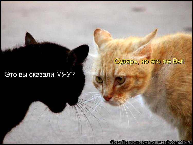 Это вы сказали МЯУ? Сударь, но это же Вы!... Котоматрица: Это вы сказали МЯУ? Сударь, но это же Вы!