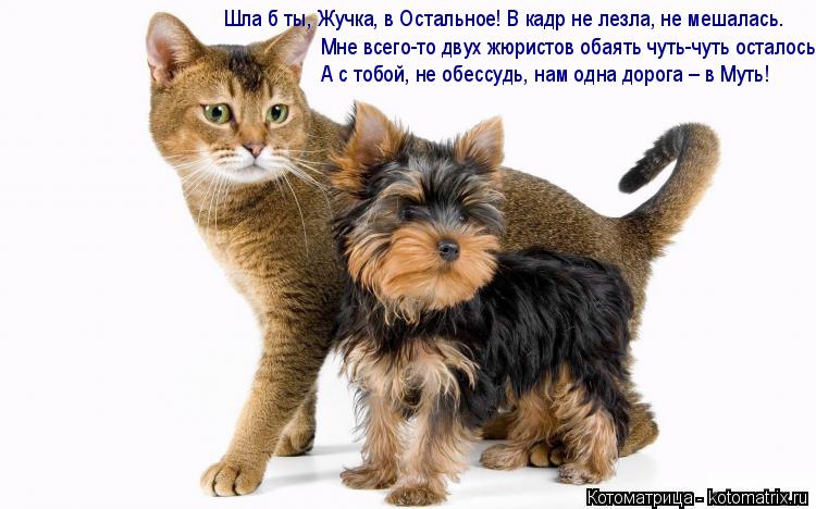 Шла б ты, Жучка, в Остальное! В кадр не лезла, не мешалась. Мне всего-то двух жюристов обаять чуть-чу... Котоматрица: Шла б ты, Жучка, в Остальное! В кадр не лезла, не мешалась. Мне всего-то двух жюристов обаять чуть-чуть осталось. А с тобой, не обессудь, нам одн