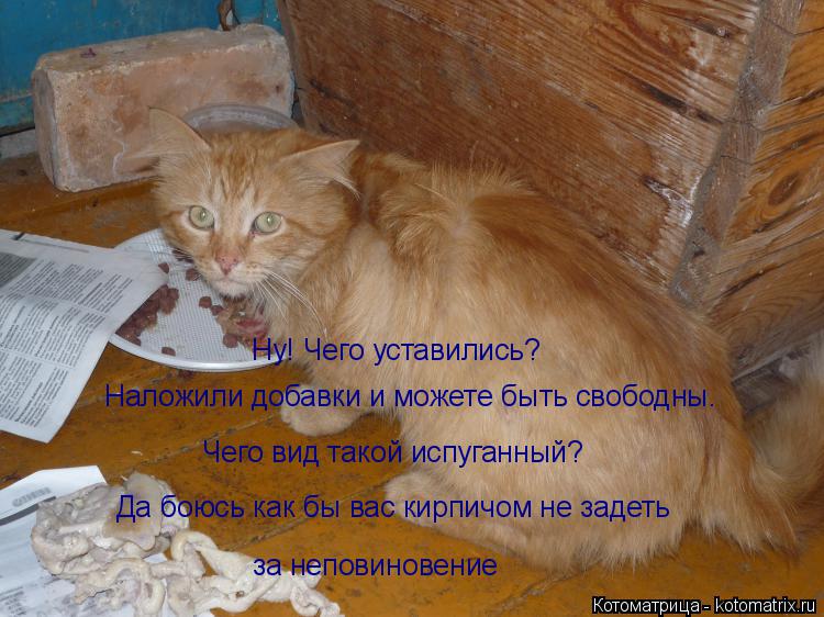 Котоматрица: Ну! Чего уставились? Наложили добавки и можете быть свободны. Чего вид такой испуганный? Да боюсь как бы вас кирпичом не задеть  за неповинов