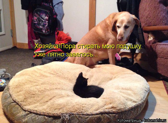 Уже пятно завелось... Хозяйка!Пора стирать мою подушку,... Котоматрица: Уже пятно завелось... Хозяйка!Пора стирать мою подушку,