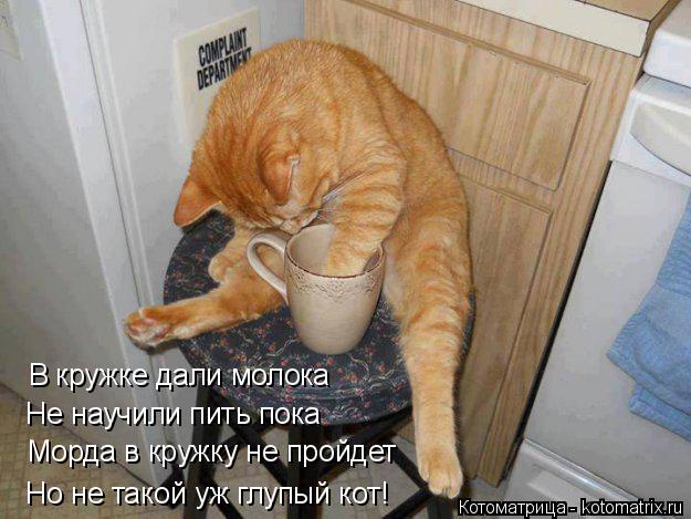 Котоматрица: В кружке дали молока  Не научили пить пока Морда в кружку не пройдет Но не такой уж глупый кот!