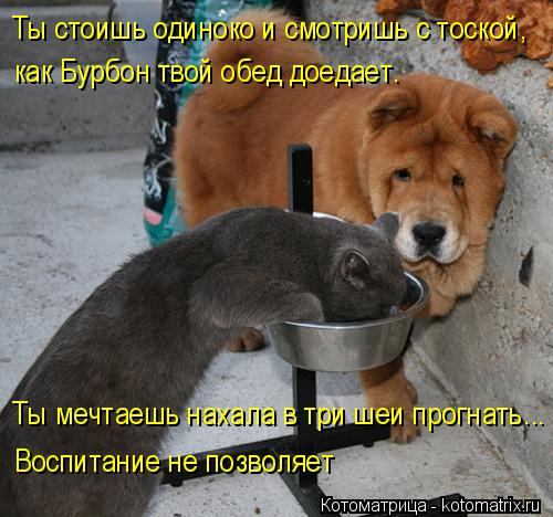 Котоматрица: Ты стоишь одиноко и смотришь с тоской,  как Бурбон твой обед доедает. Ты мечтаешь нахала в три шеи прогнать...  Воспитание не позволяет
