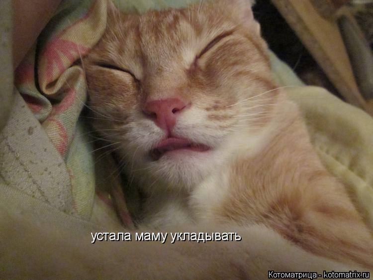 устала маму укладывать... Котоматрица: устала маму укладывать