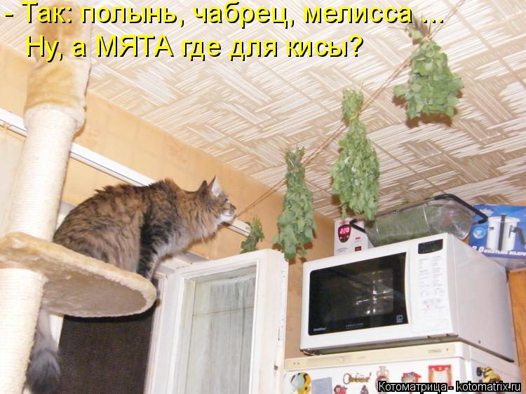 - Так: полынь, чабрец, мелисса ... Ну, а МЯТА где для кисы?... Котоматрица: - Так: полынь, чабрец, мелисса ... Ну, а МЯТА где для кисы?