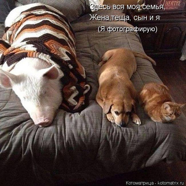 Здесь вся моя семья, Жена,теща, сын и я (Я фотографирую)... Котоматрица: Здесь вся моя семья, Жена,теща, сын и я (Я фотографирую)