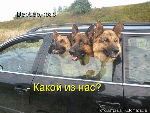 - Цербер, фас! - Какой из нас?... Котоматрица: - Цербер, фас! - Какой из нас?