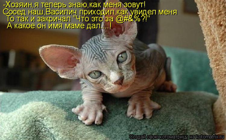 -Хозяин,я теперь знаю,как меня зовут! Сосед наш,Василич приходил,как увидел меня То так и закричал "Ч... Котоматрица: -Хозяин,я теперь знаю,как меня зовут! Сосед наш,Василич приходил,как увидел меня То так и закричал "Что это за @#&%?!" А какое он имя маме дал....!