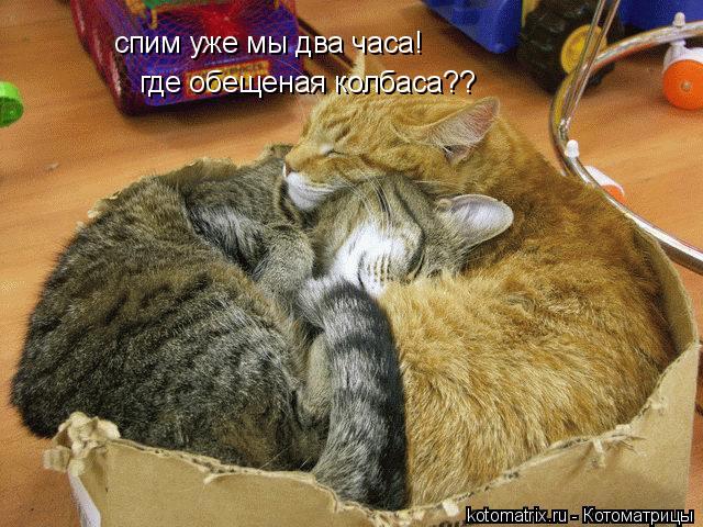 спим уже мы два часа! где обещеная колбаса??... Котоматрица: спим уже мы два часа! где обещеная колбаса??