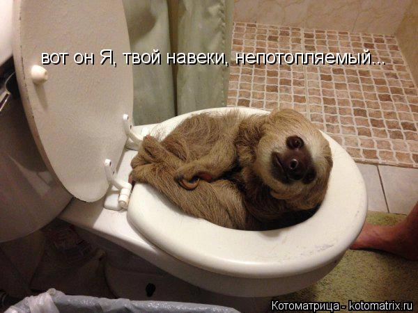 вот он Я, твой навеки, непотопляемый...... Котоматрица: вот он Я, твой навеки, непотопляемый...