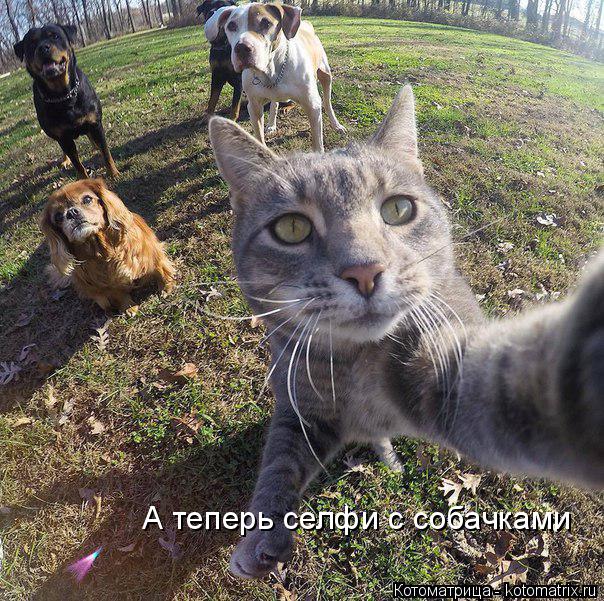 А теперь селфи с собачками... Котоматрица: А теперь селфи с собачками