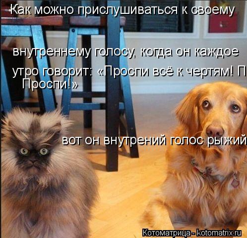 Как можно прислушиваться к своему внутреннему голосу, когда он каждое утро говорит: «Проспи всё к ... Котоматрица: Как можно прислушиваться к своему внутреннему голосу, когда он каждое утро говорит: «Проспи всё к чертям! Проспи!» Проспи!» вот он внут
