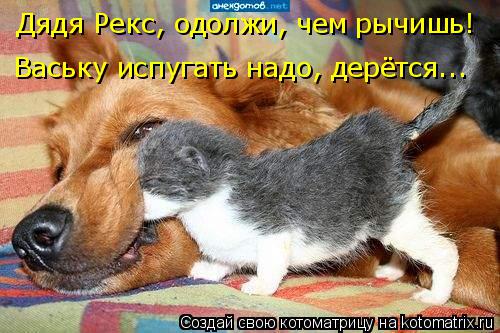 Дядя Рекс, одолжи, чем рычишь! Ваську испугать надо, дерётся...... Котоматрица: Дядя Рекс, одолжи, чем рычишь! Ваську испугать надо, дерётся...
