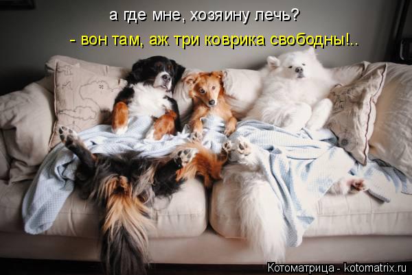а где мне, хозяину лечь? - вон там, аж три коврика свободны!..... Котоматрица: а где мне, хозяину лечь? - вон там, аж три коврика свободны!..