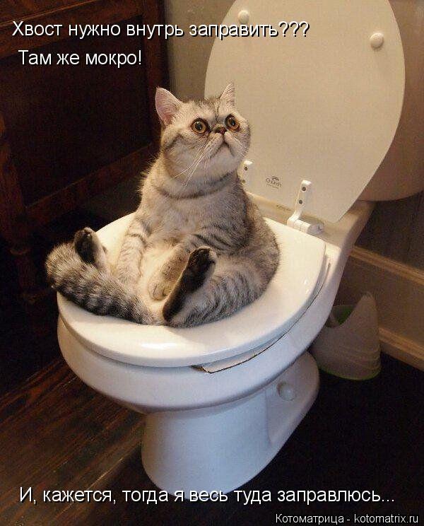Хвост нужно внутрь заправить??? Там же мокро! И, кажется, тогда я весь туда заправлюсь...... Котоматрица: Хвост нужно внутрь заправить??? Там же мокро! И, кажется, тогда я весь туда заправлюсь...