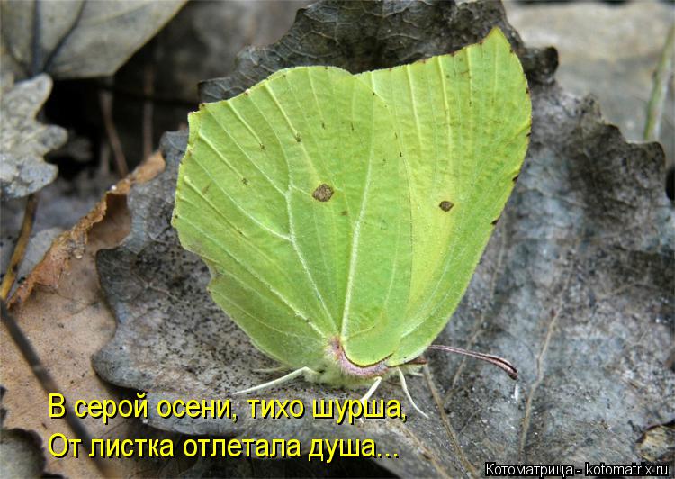 В серой осени, тихо шурша, От листка отлетала душа...... Котоматрица: В серой осени, тихо шурша, От листка отлетала душа...