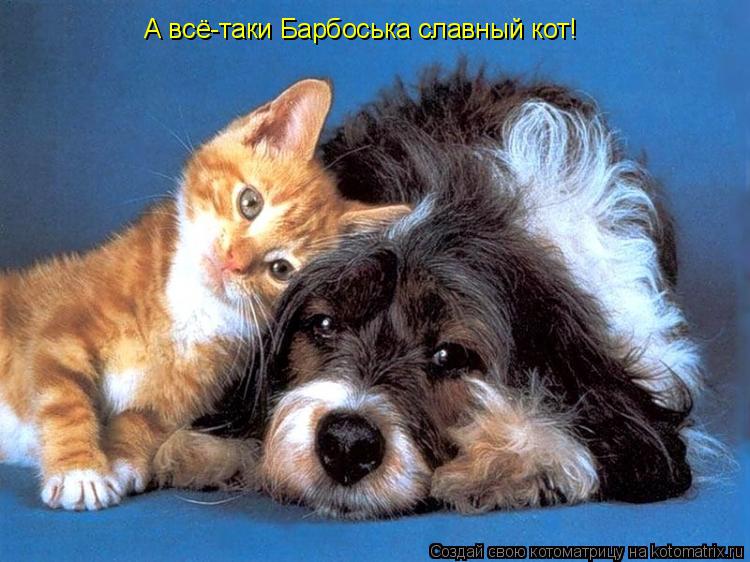А всё-таки Барбоська славный кот!... Котоматрица: А всё-таки Барбоська славный кот!
