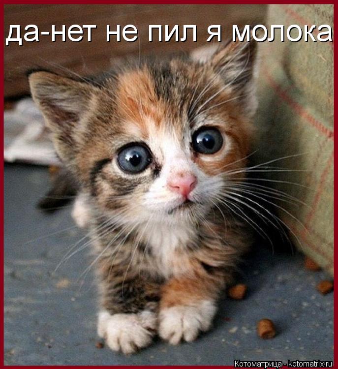 да-нет не пил я молока... Котоматрица: да-нет не пил я молока