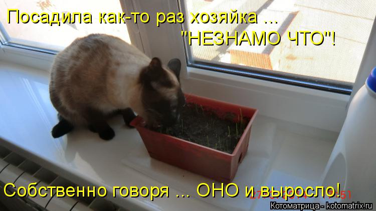 "НЕЗНАМО ЧТО"! Посадила как-то раз хозяйка ... Собственно говоря ... ОНО и выросло!... Котоматрица: "НЕЗНАМО ЧТО"! Посадила как-то раз хозяйка ... Собственно говоря ... ОНО и выросло!