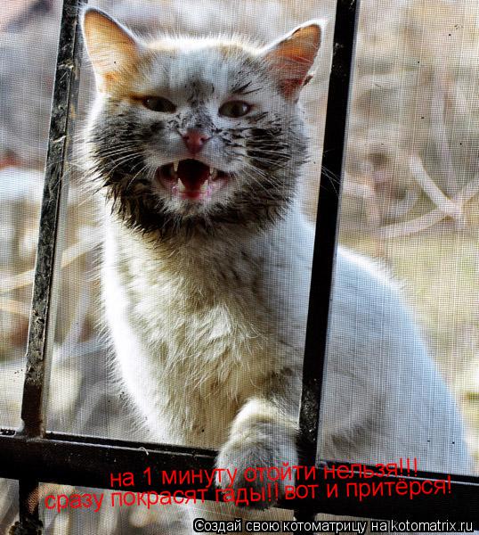 Котоматрица: на 1 минуту отойти нельзя!!! сразу покрасят гады!! вот и притёрся!
