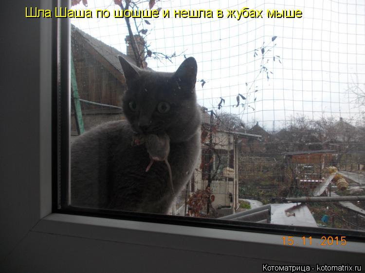 Шла Шаша по шошше и нешла в жубах мыше... Котоматрица: Шла Шаша по шошше и нешла в жубах мыше