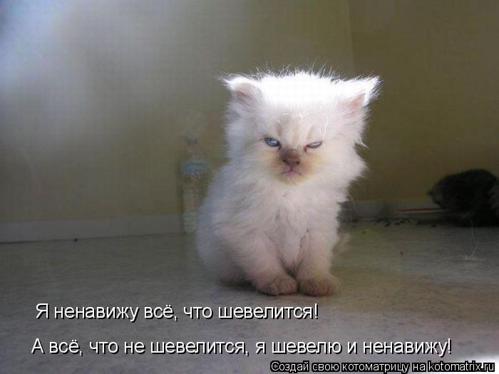 Я ненавижу всё, что шевелится! А всё, что не шевелится, я шевелю и ненавижу!... Котоматрица: Я ненавижу всё, что шевелится! А всё, что не шевелится, я шевелю и ненавижу!