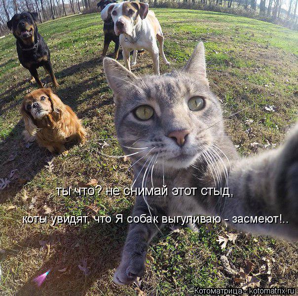 ты что? не снимай этот стыд, коты увидят, что Я собак выгуливаю - засмеют!..... Котоматрица: ты что? не снимай этот стыд, коты увидят, что Я собак выгуливаю - засмеют!..