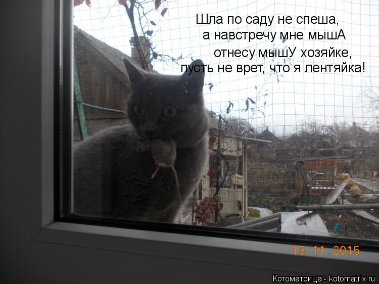 Шла по саду не спеша, а навстречу мне мышА отнесу мышУ хозяйке, пусть не врет, что я лентяйка!... Котоматрица: Шла по саду не спеша, а навстречу мне мышА отнесу мышУ хозяйке, пусть не врет, что я лентяйка!