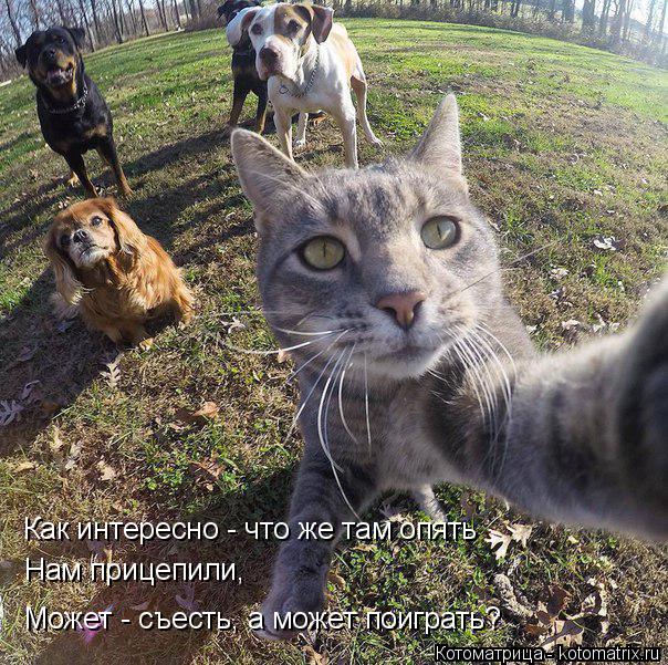 Как интересно - что же там опять Нам прицепили, Может - съесть, а может поиграть?... Котоматрица: Как интересно - что же там опять Нам прицепили, Может - съесть, а может поиграть?