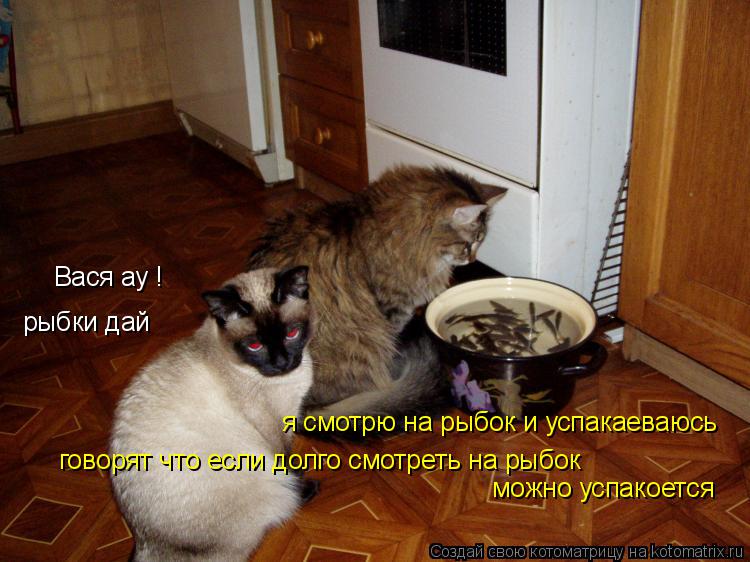 Вася ау ! рыбки дай я смотрю на рыбок и успакаеваюсь говорят что если долго смотреть на рыбок можно... Котоматрица: Вася ау ! рыбки дай я смотрю на рыбок и успакаеваюсь говорят что если долго смотреть на рыбок можно успакоется