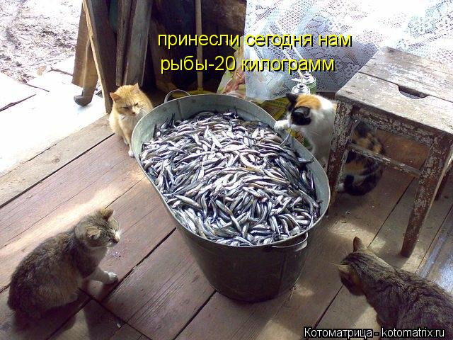 принесли сегодня нам рыбы-20 килограмм... Котоматрица: принесли сегодня нам рыбы-20 килограмм