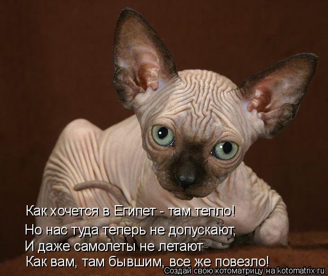 Как хочется в Египет - там тепло! Но нас туда теперь не допускают, И даже самолеты не летают Как вам,... Котоматрица: Как хочется в Египет - там тепло! Но нас туда теперь не допускают, И даже самолеты не летают Как вам, там бывшим, все же повезло!
