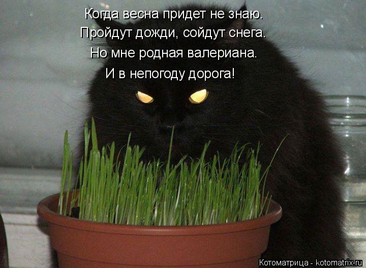Котоматрица: Когда весна придет не знаю. Пройдут дожди, сойдут снега. Но мне родная валериана. И в непогоду дорога!