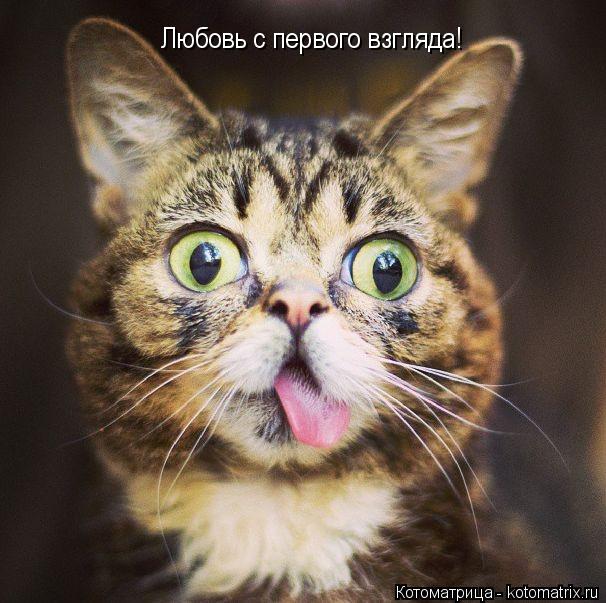Любовь с первого взгляда!... Котоматрица: Любовь с первого взгляда!