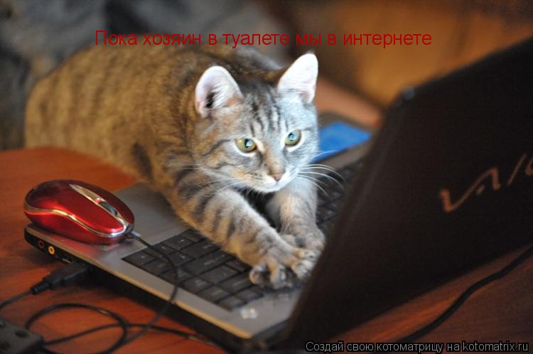 Пока хозяин в туалете мы в интернете... Котоматрица: Пока хозяин в туалете мы в интернете
