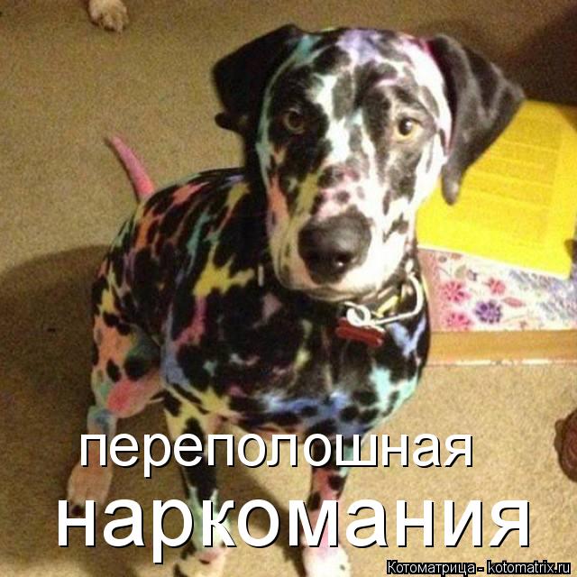 переполошная наркомания... Котоматрица: переполошная наркомания