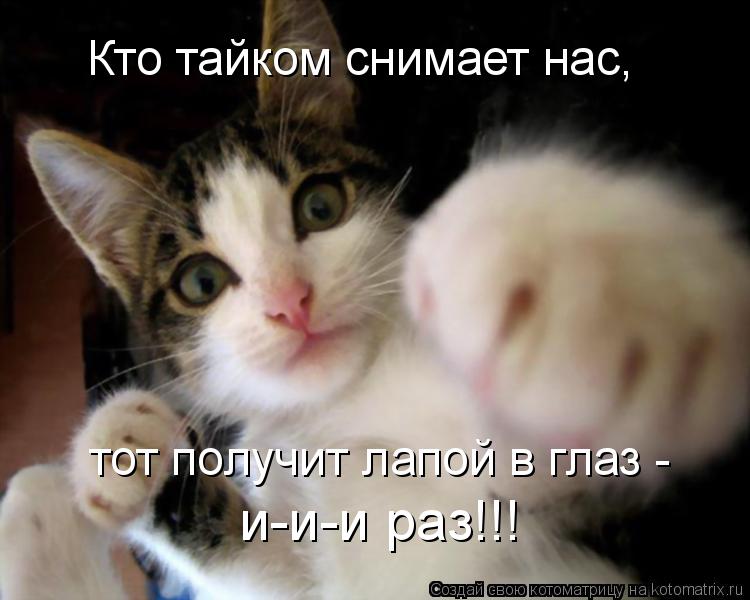 Кто тайком снимает нас, тот получит лапой в глаз - и-и-и раз!!!... Котоматрица: Кто тайком снимает нас, тот получит лапой в глаз - и-и-и раз!!!