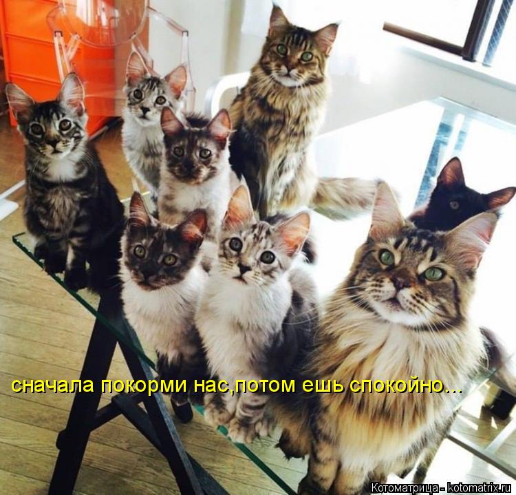 сначала покорми нас,потом ешь спокойно...... Котоматрица: сначала покорми нас,потом ешь спокойно...