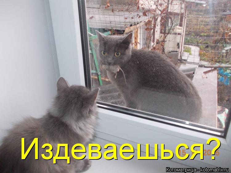 Издеваешься?... Котоматрица: Издеваешься?