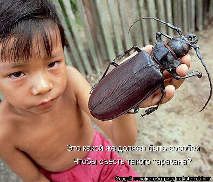 Это какой же должен быть воробей Чтобы съесть такого таракана?... Котоматрица: Это какой же должен быть воробей Чтобы съесть такого таракана?