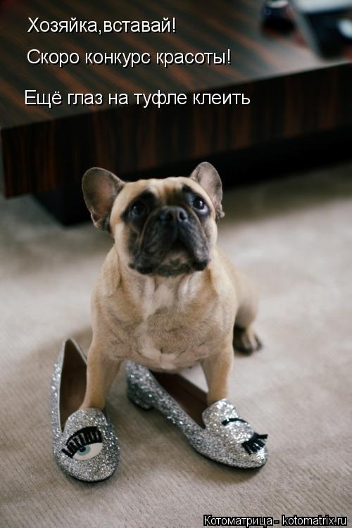 Хозяйка,вставай! Скоро конкурс красоты! Ещё глаз на туфле клеить... Котоматрица: Хозяйка,вставай! Скоро конкурс красоты! Ещё глаз на туфле клеить
