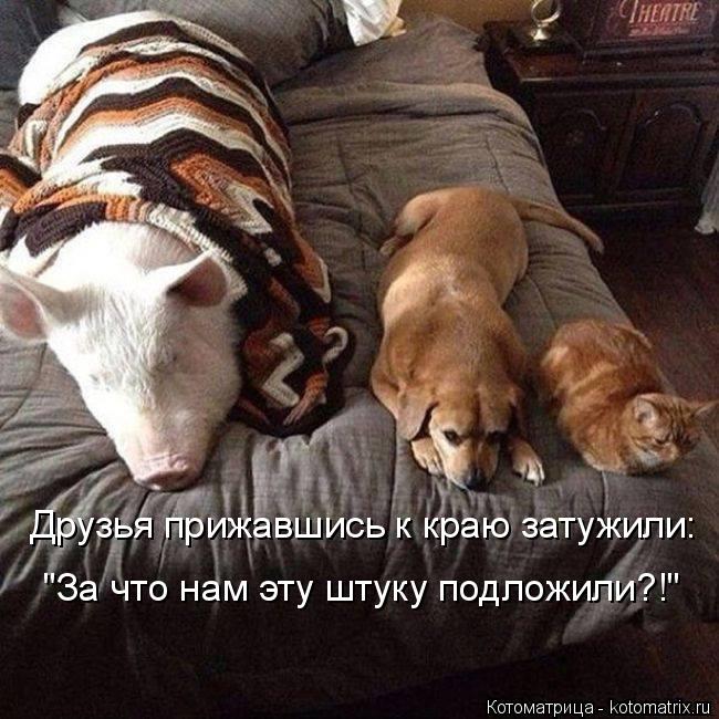 Друзья прижавшись к краю затужили: "За что нам эту штуку подложили?!"... Котоматрица: Друзья прижавшись к краю затужили: "За что нам эту штуку подложили?!"