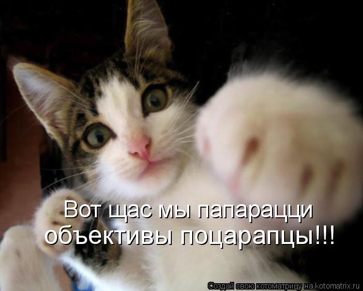 Вот щас мы папарацци объективы поцарапцы!!!... Котоматрица: Вот щас мы папарацци объективы поцарапцы!!!